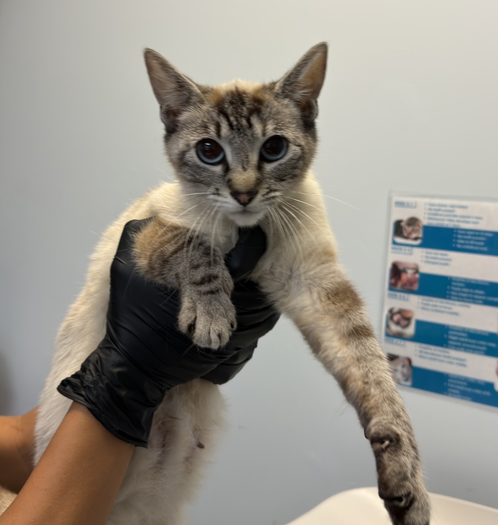 Shelter Stray Female Cat last seen Near Hale Court, El Cajon, CA, 92020, San Diego, CA 92110