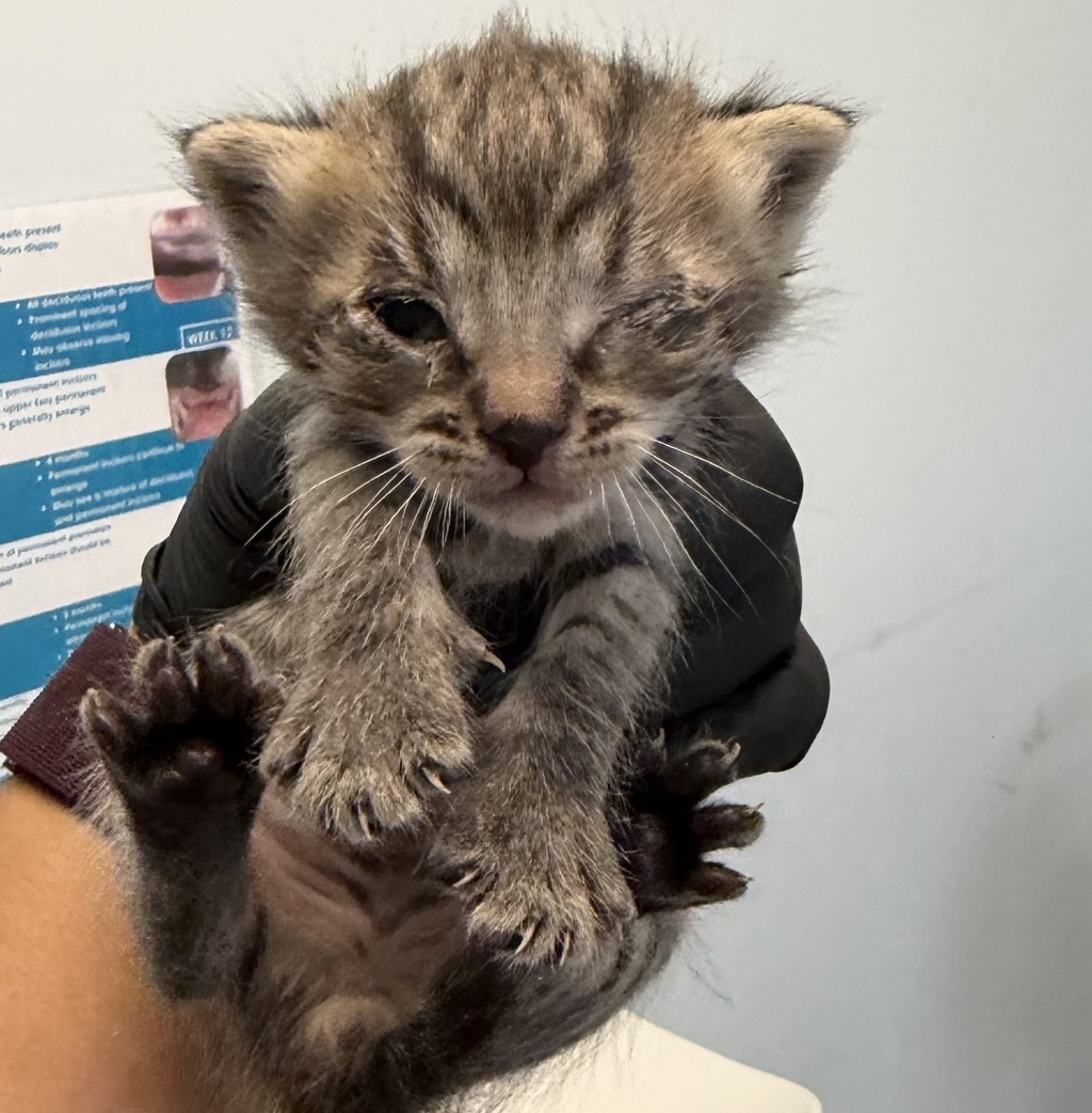 Shelter Stray Male Cat last seen Near Hale Court, El Cajon, CA, 92020, San Diego, CA 92110