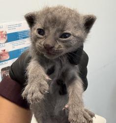 Shelter Stray Female Cat last seen Near Hale Court, El Cajon, CA, 92020, San Diego, CA 92110