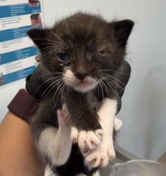 Shelter Stray Male Cat last seen Near Hale Court, El Cajon, CA, 92020, San Diego, CA 92110