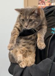 Shelter Stray Male Cat last seen Near Calcaterra Square, San Diego, CA, 92131, San Diego, CA 92110