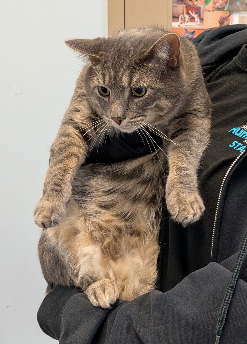 Shelter Stray Male Cat last seen Near Calcaterra Square, San Diego, CA, 92131, San Diego, CA 92110