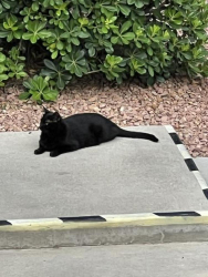 Found/Stray Unknown Cat last seen Lake Mead & Buffalo, Las Vegas, NV 89128