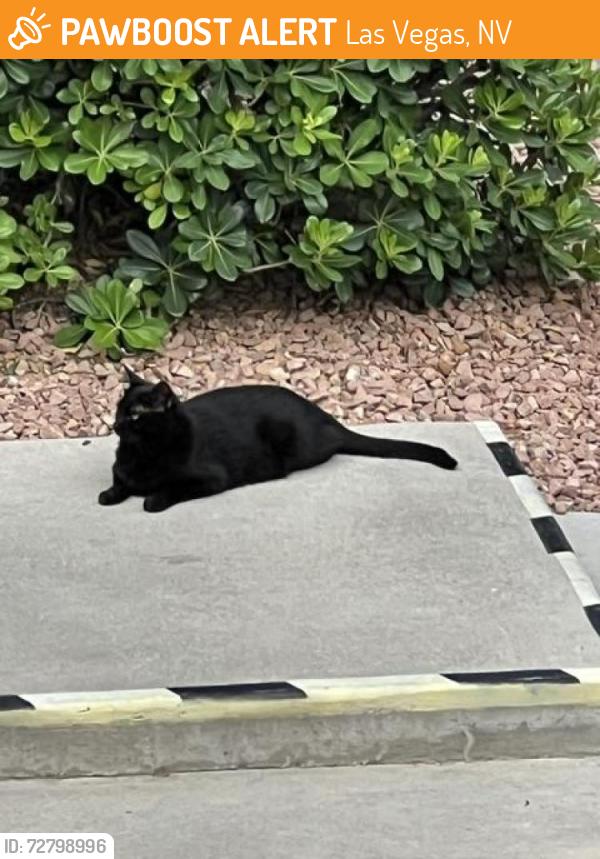 Found/Stray Unknown Cat last seen Lake Mead & Buffalo, Las Vegas, NV 89128