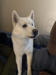 Lost Male Dog last seen DMV GP, Grand Prairie, TX 75050