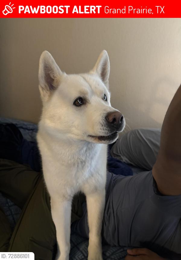 Lost Male Dog last seen DMV GP, Grand Prairie, TX 75050