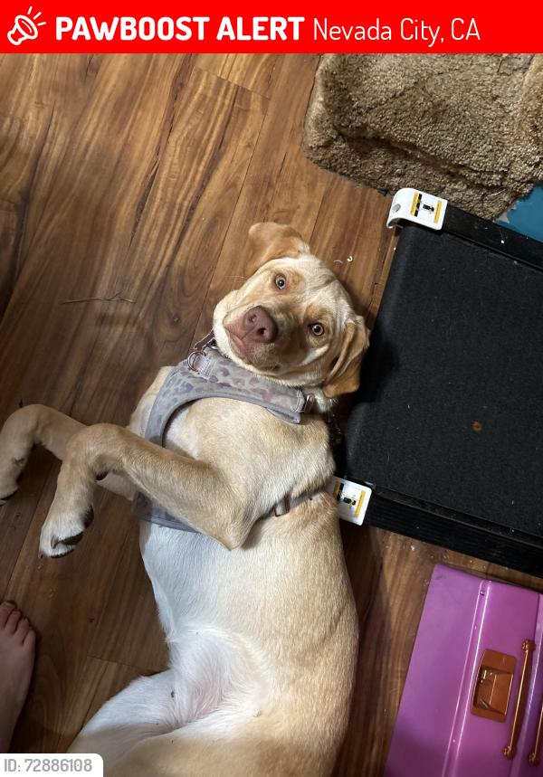 Lost Female Dog last seen Tim lane, Nevada City, CA 95959