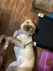 Lost Female Dog last seen Tim lane, Nevada City, CA 95959