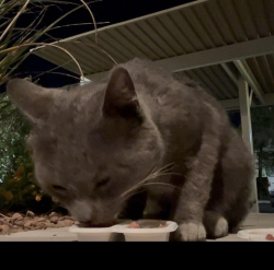 Found/Stray Unknown Cat last seen Lake Mead Blvd and Buffalo, Las Vegas, NV 89128