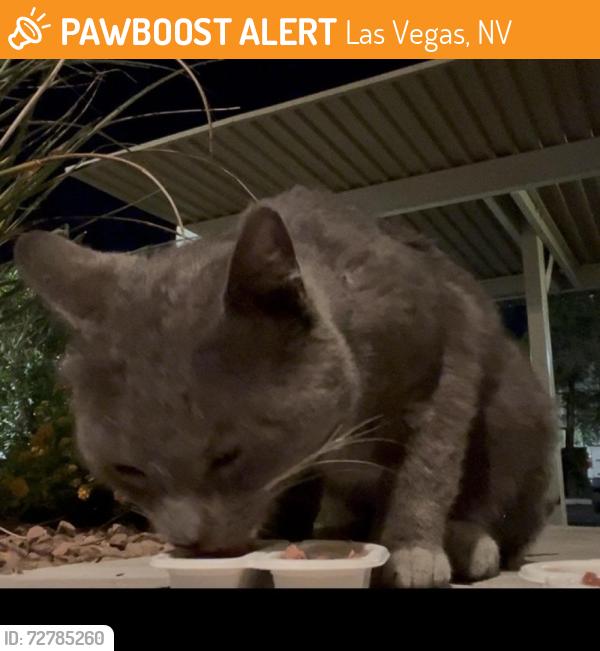 Found/Stray Unknown Cat last seen Lake Mead Blvd and Buffalo, Las Vegas, NV 89128