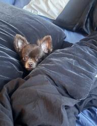 Lost Male Dog last seen By the trash can, Bald Head Island, NC 28461