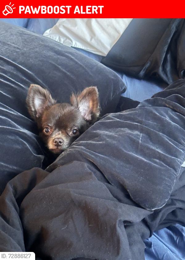 Lost Male Dog last seen By the trash can, Bald Head Island, NC 28461