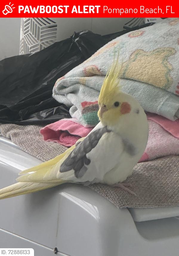 Lost Male Bird last seen South Palm Aire Dr, Pompano Beach, FL 33069