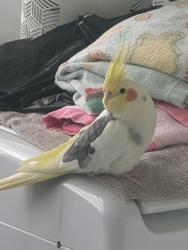 Lost Male Bird last seen South Palm Aire Dr, Pompano Beach, FL 33069