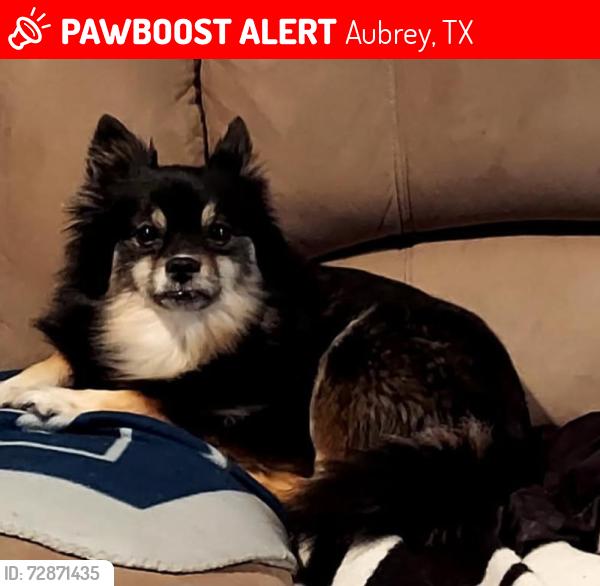 Lost Female Dog last seen Near and 428, Aubrey, TX 76227
