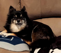 Lost Female Dog last seen Near and 428, Aubrey, TX 76227