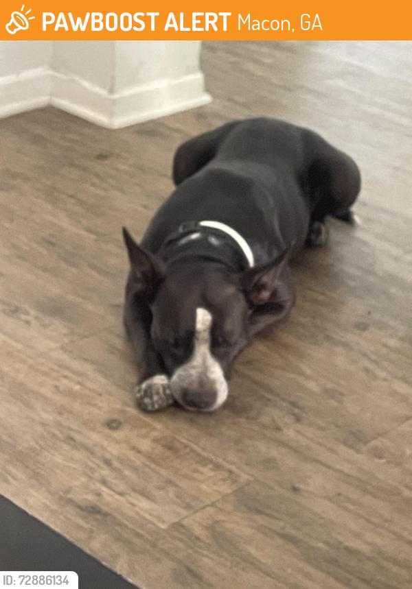 Found/Stray Female Dog last seen Chambers Rd, Macon, GA 31206