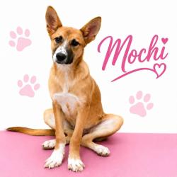 Shelter Stray Female Dog last seen , Memphis, TN 38133