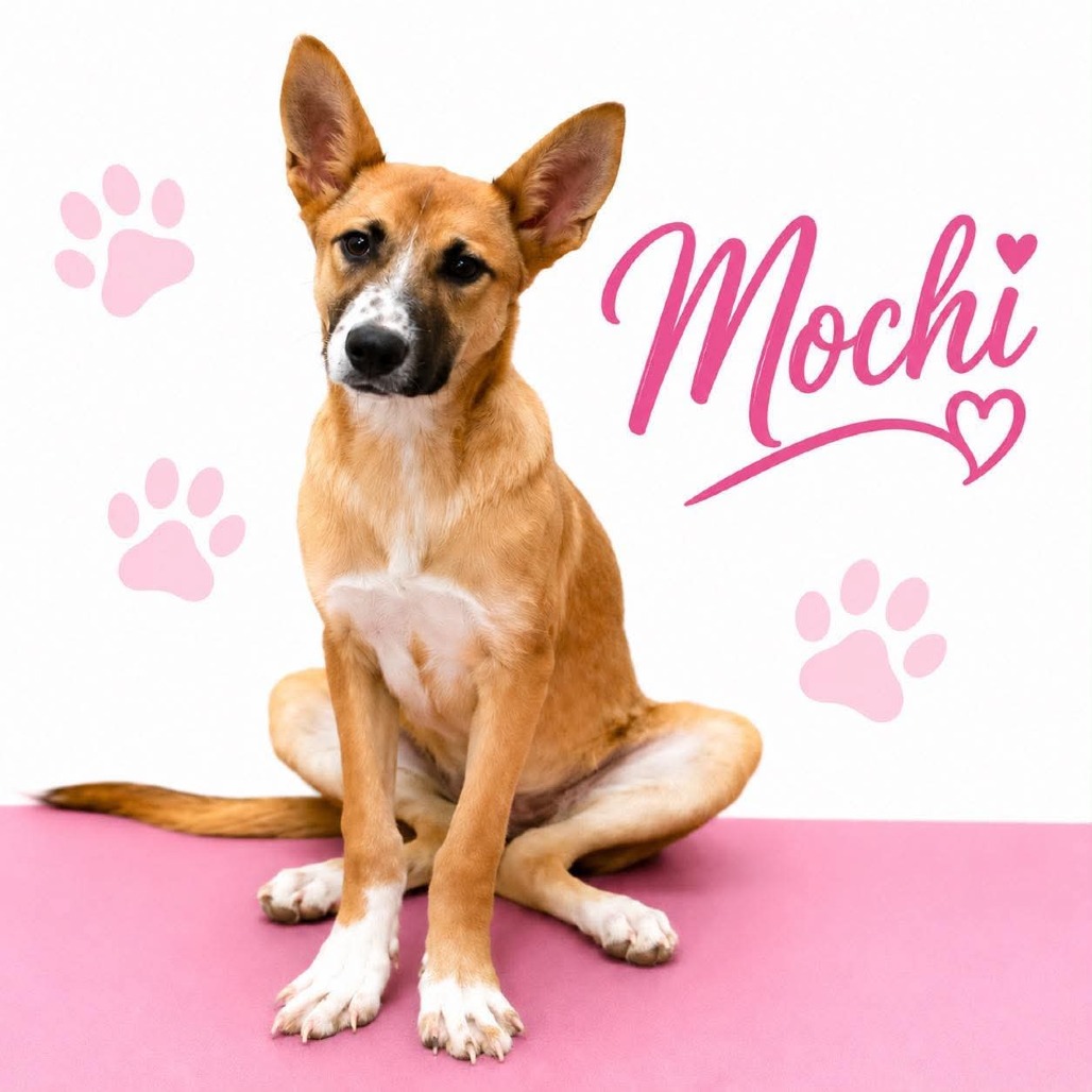 Shelter Stray Female Dog last seen , Memphis, TN 38133