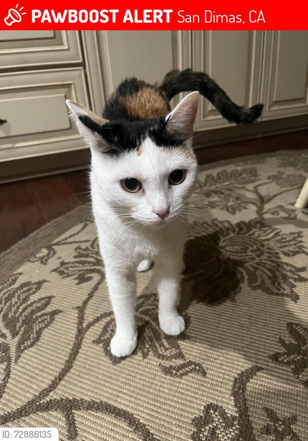 Lost Female Cat last seen Via Verde ests , San Dimas, CA 91773