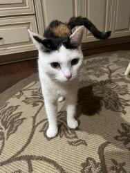 Lost Female Cat last seen Via Verde ests , San Dimas, CA 91773