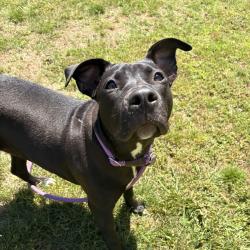 Shelter Stray Female Dog last seen , Greenville, SC 29609