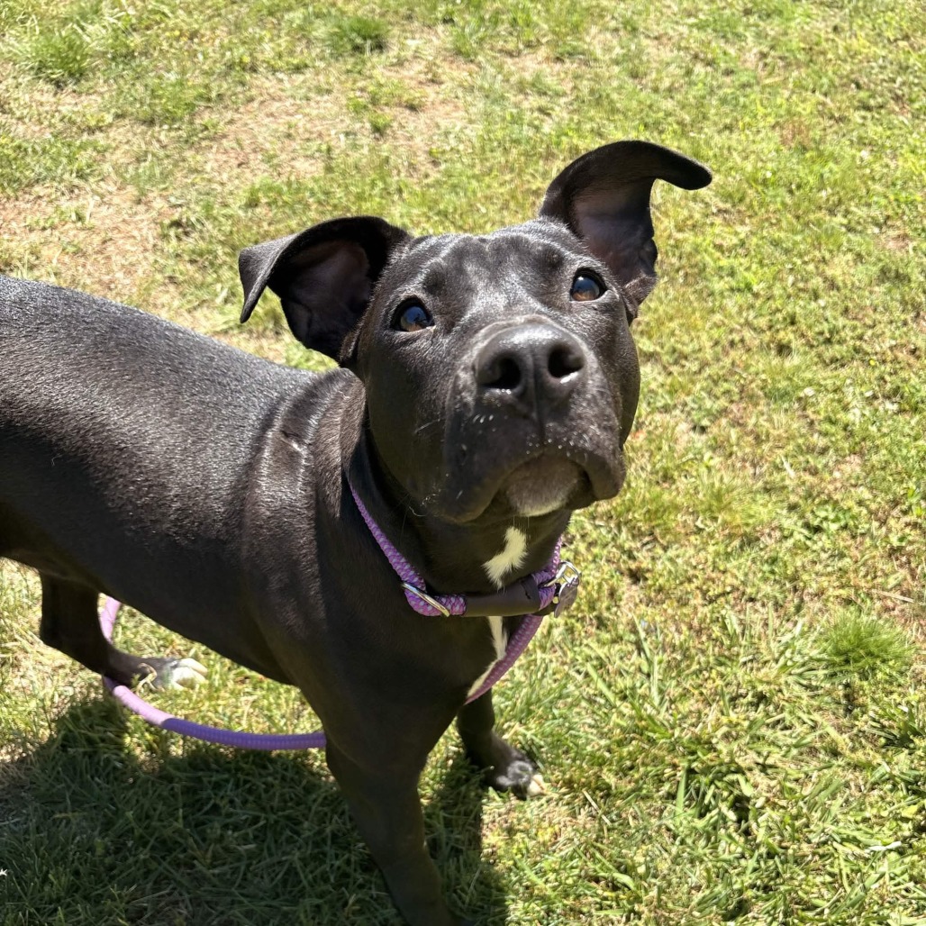 Shelter Stray Female Dog last seen , Greenville, SC 29609