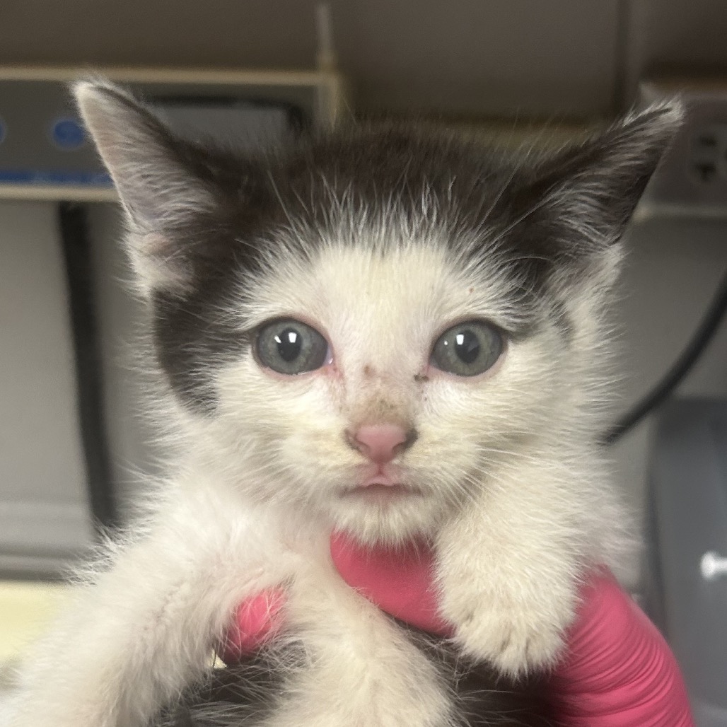 Shelter Stray Male Cat last seen , Greenville, SC 29609