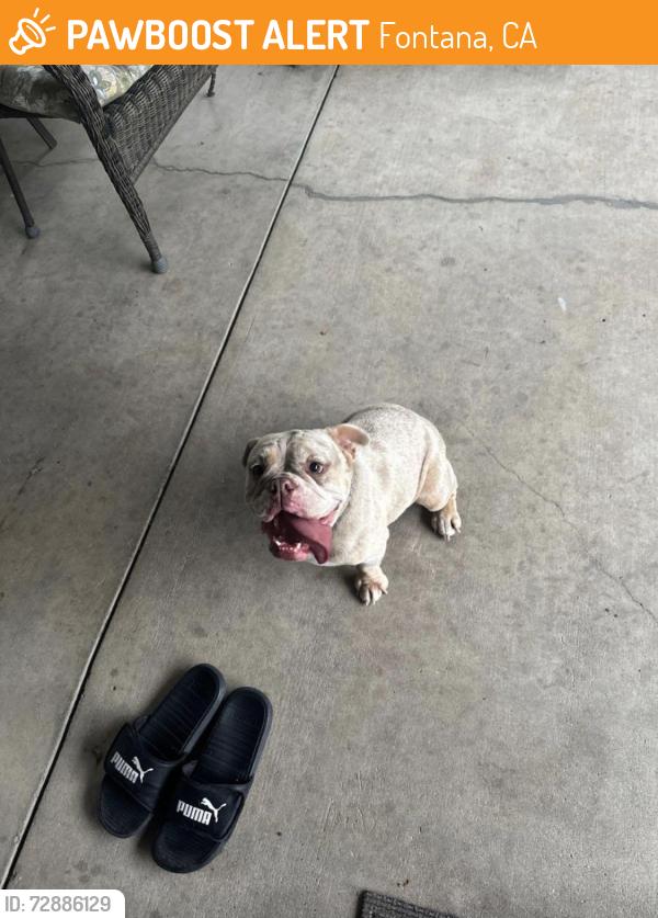 Found/Stray Female Dog last seen Near Jack Bulik Park, Fontana, CA 92336
