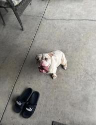 Found/Stray Female Dog last seen Near Jack Bulik Park, Fontana, CA 92336