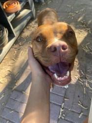 Lost Female Dog last seen Coffee Waffle, Clint, TX 79836