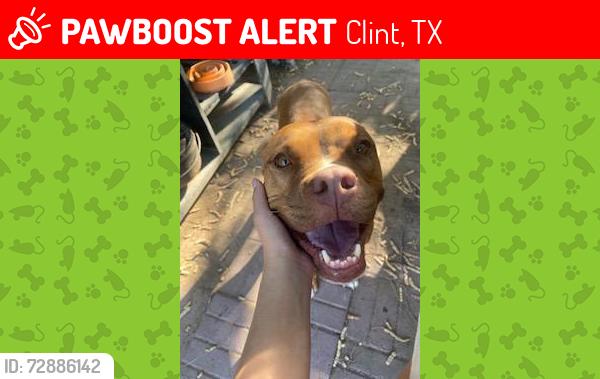 Lost Female Dog last seen Coffee Waffle, Clint, TX 79836