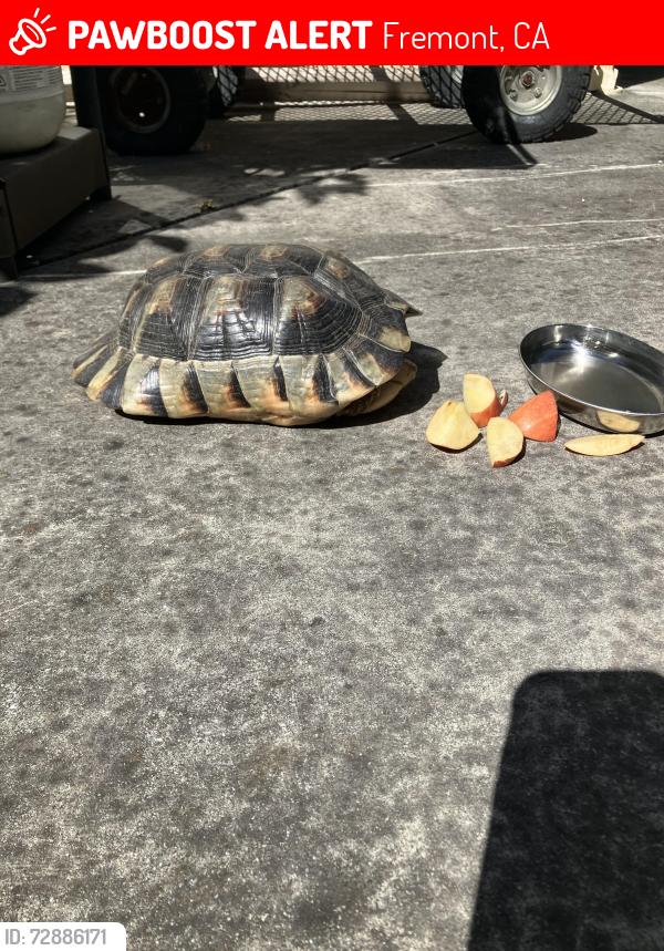 Lost Unknown Reptile last seen Scott creek. Warm Springs , Fremont, CA 94539