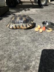Lost Unknown Reptile last seen Scott creek. Warm Springs , Fremont, CA 94539