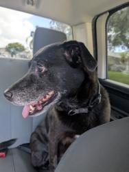 Found/Stray Female Dog last seen North macedo and hegar place , Port St. Lucie, FL 34983