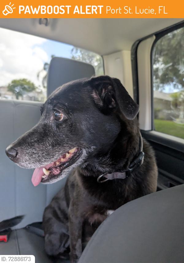 Found/Stray Female Dog last seen North macedo and hegar place , Port St. Lucie, FL 34983