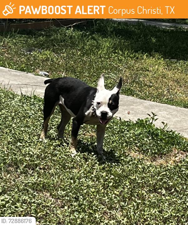 Found/Stray Unknown Dog last seen Near block of Franklin & Mansheim, Corpus Christi, TX 78415