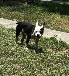 Found/Stray Unknown Dog last seen Near block of Franklin & Mansheim, Corpus Christi, TX 78415