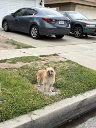 Found/Stray Male Dog last seen S Poplar St, W Central Ave, Santa Ana, CA 92704