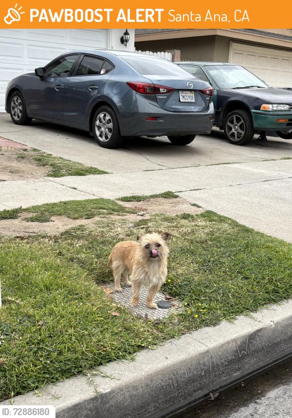 Found/Stray Male Dog last seen S Poplar St, W Central Ave, Santa Ana, CA 92704