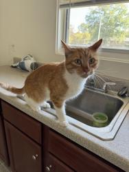 Lost Male Cat last seen Starway and Polaris, Fort Collins, CO 80525