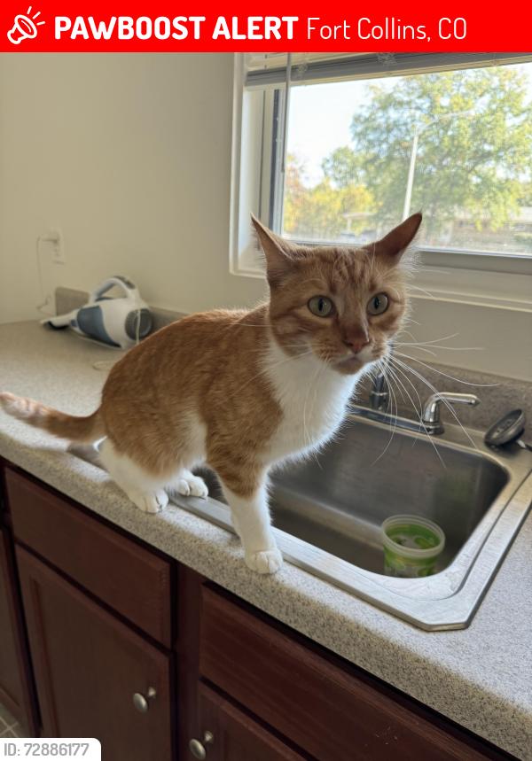 Lost Male Cat last seen Starway and Polaris, Fort Collins, CO 80525