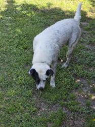 Found/Stray Female Dog last seen Devonwoods neighborhood at the intersection of Addison street and Evanston street, Fayetteville, NC 28314