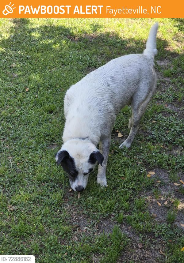 Found/Stray Female Dog last seen Devonwoods neighborhood at the intersection of Addison street and Evanston street, Fayetteville, NC 28314