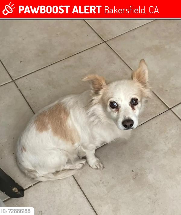 Lost Female Dog last seen Union ave and California Ave, Bakersfield, CA 93301