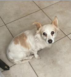 Lost Female Dog last seen Union ave and California Ave, Bakersfield, CA 93301
