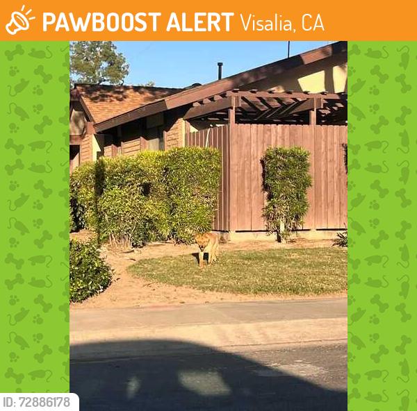 Found/Stray Unknown Dog last seen Beech/Sallie near post office, Visalia, CA 93277