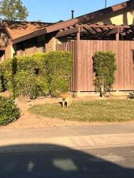 Found/Stray Unknown Dog last seen Beech/Sallie near post office, Visalia, CA 93277