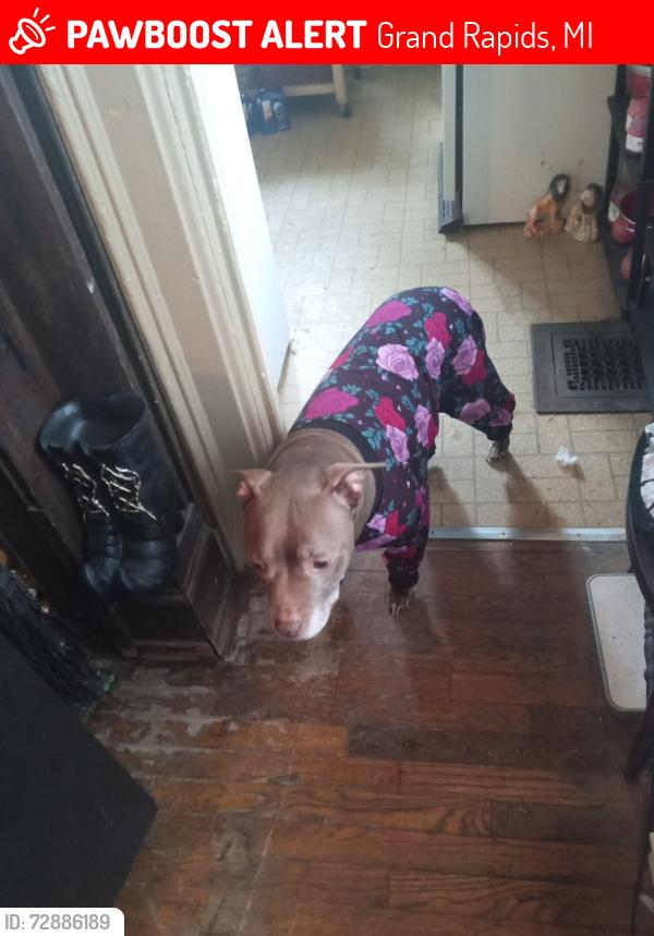 Lost Female Dog last seen Lake Michigan Street, Grand Rapids, MI 49504