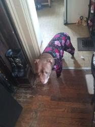 Lost Female Dog last seen Lake Michigan Street, Grand Rapids, MI 49504
